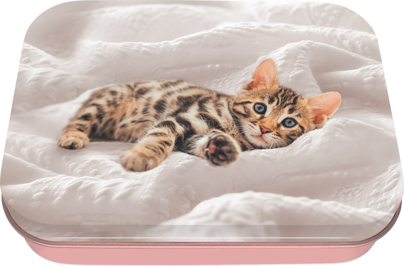 Ref. OBE4885126, Boite à bons points Chaton tendre, Assorties, marque OBERTHUR